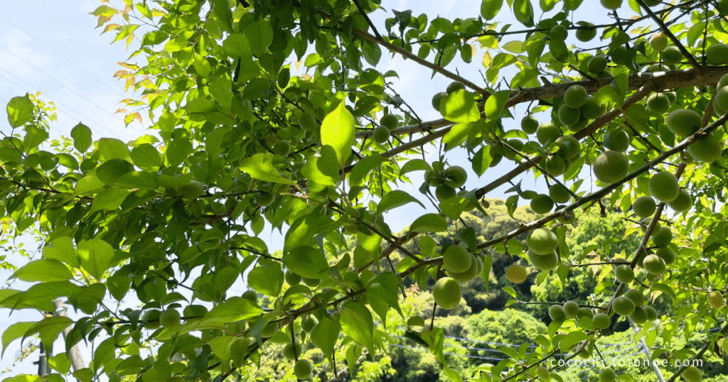 青梅がたわわに実った梅の木